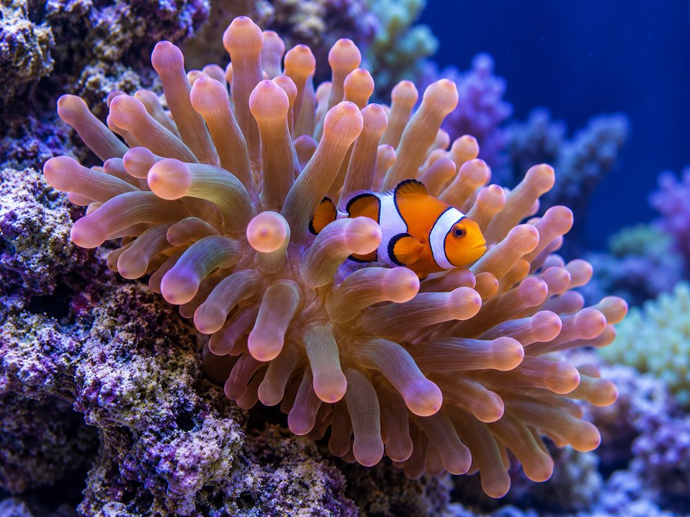 Anémona bubble tip con los tentáculos abiertos en un acuario de arrecife