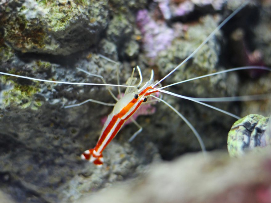 Camarón limpiador Lysmata amboinensis sobre roca viva