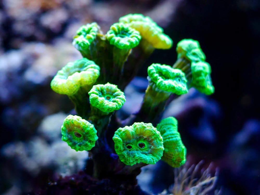 Coral Caulastrea verde con sus cabezas en forma de trompeta