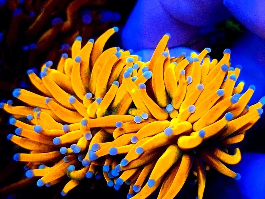 Coral Euphyllia con tentáculos amarillos y puntas azules
