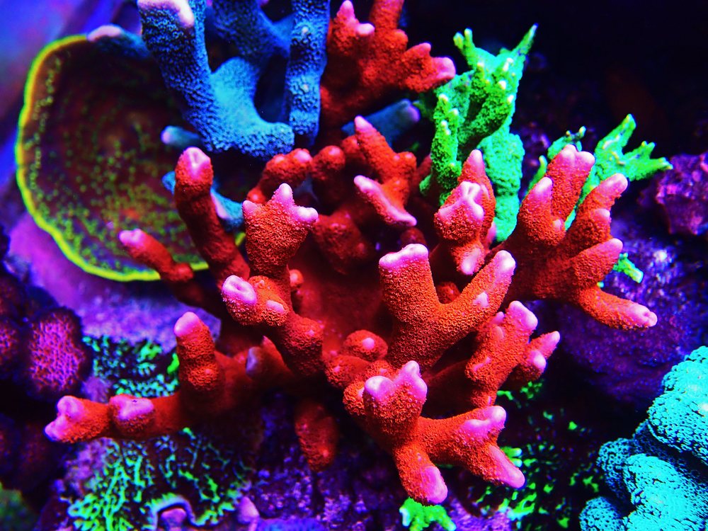 Coral Montipora digitata ramificado de color rojo