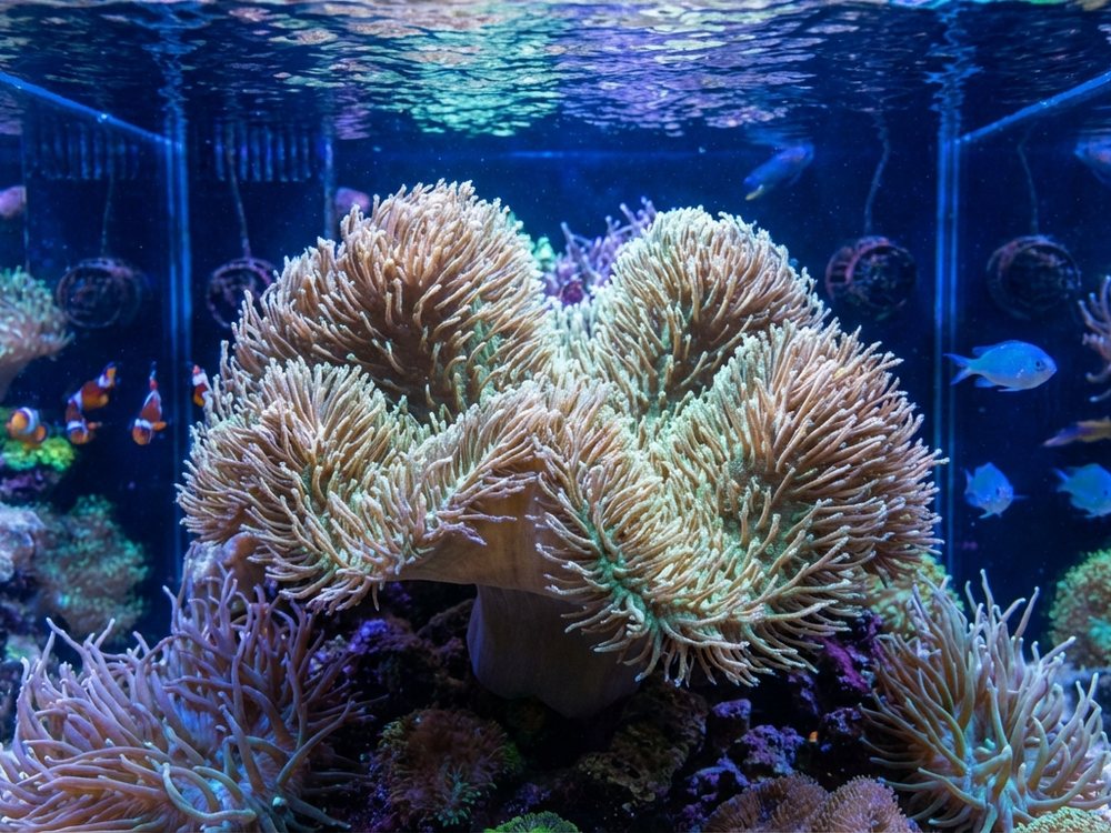 Coral Sarcophyton o coral cuero en un acuario de arrecife