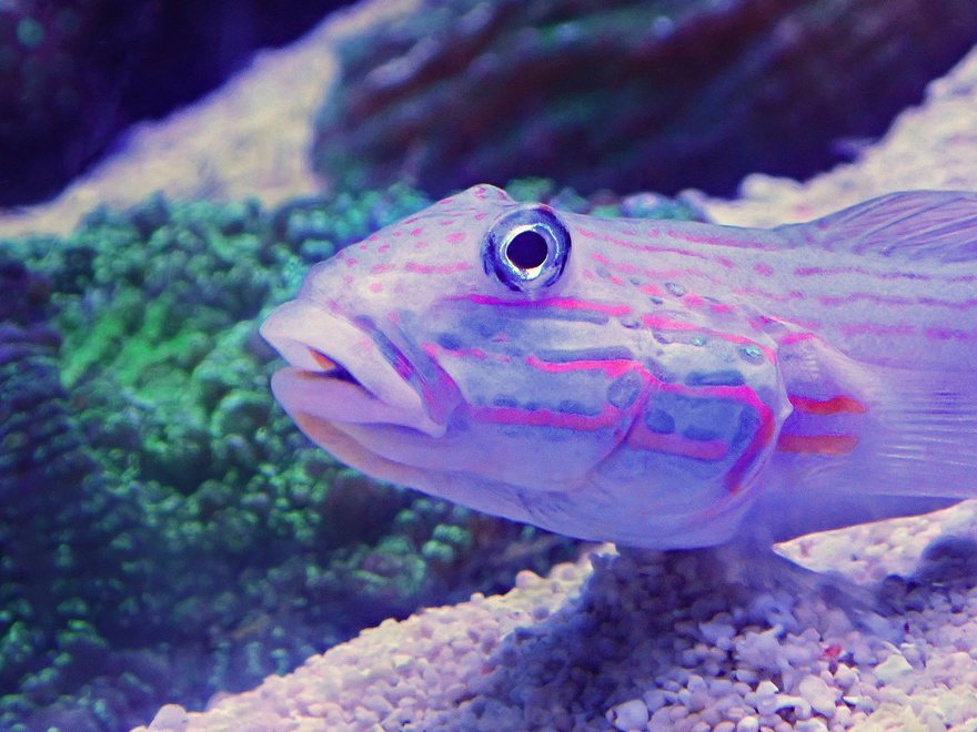 Gobio de arena posado sobre el sustrato de un acuario marino