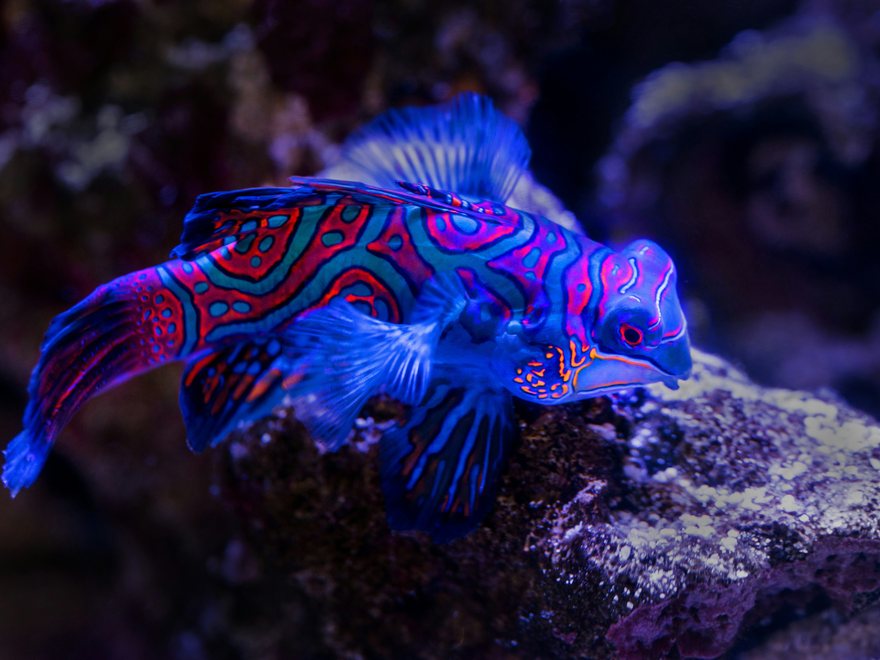 Pez mandarín Synchiropus splendidus sobre roca en un acuario marino