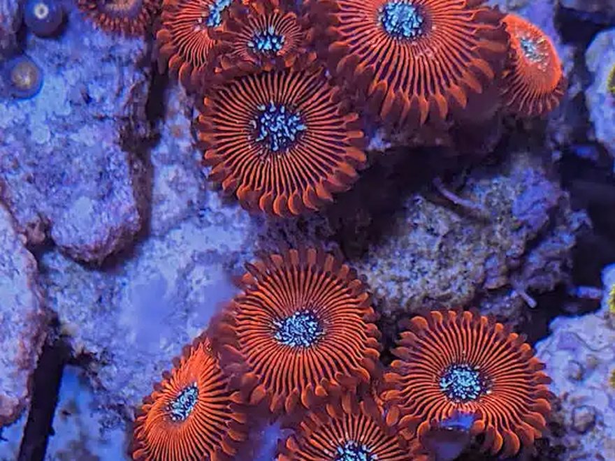 Colonia de zoantus rojos con centro claro en un arrecife de acuario